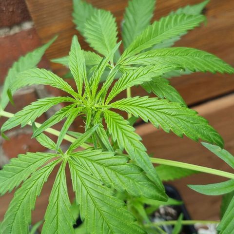 Strawberry Gorilla Fastbuds  growlog timeline photo