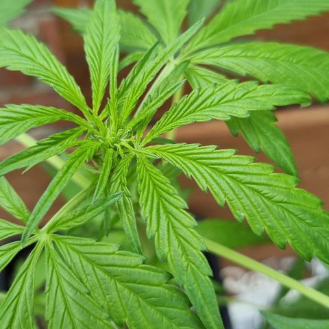 Strawberry Gorilla Fastbuds  growlog timeline photo