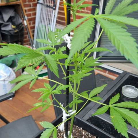 Strawberry Gorilla Fastbuds  growlog timeline photo