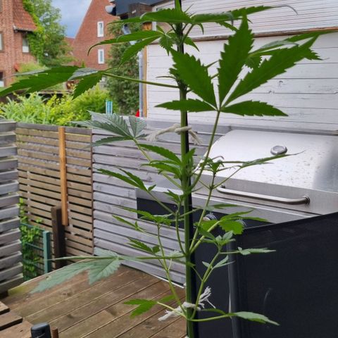 Strawberry Gorilla Fastbuds  growlog timeline photo