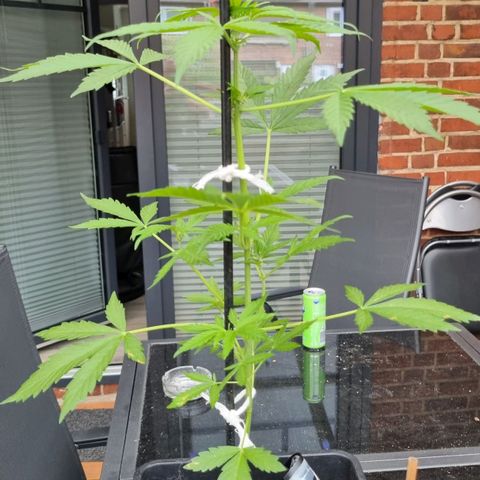 Strawberry Gorilla Fastbuds  growlog timeline photo