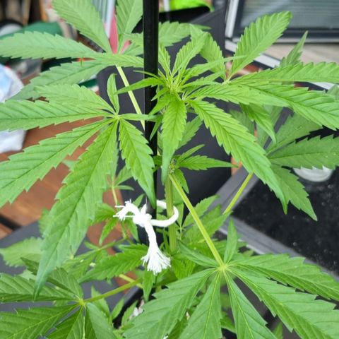 Strawberry Gorilla Fastbuds  growlog timeline photo