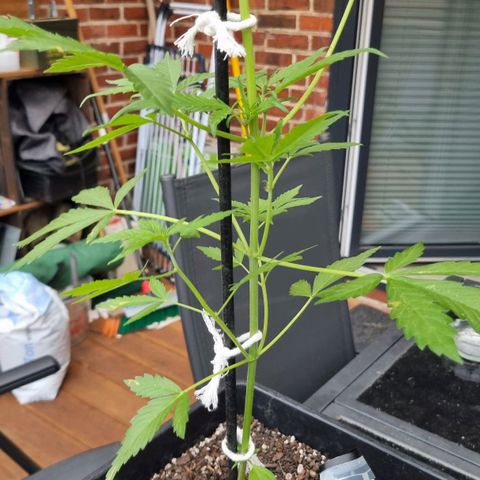 Strawberry Gorilla Fastbuds  growlog timeline photo