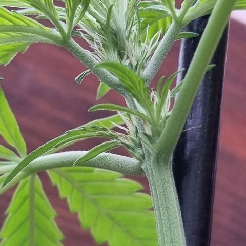 Strawberry Gorilla Fastbuds  growlog timeline photo