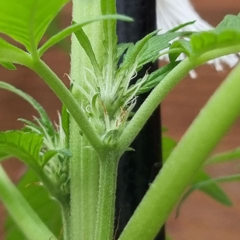 Strawberry Gorilla Fastbuds  growlog timeline photo