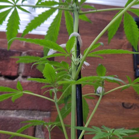 Strawberry Gorilla Fastbuds  growlog timeline photo