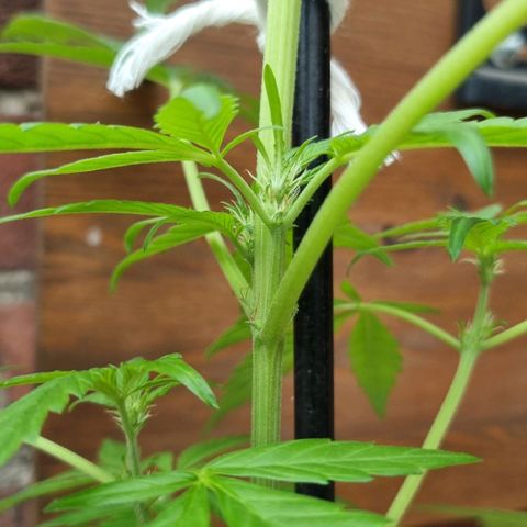 Strawberry Gorilla Fastbuds  growlog timeline photo