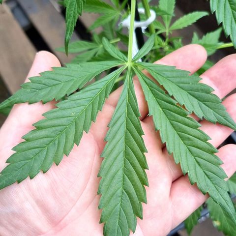 Strawberry Gorilla Fastbuds  growlog timeline photo