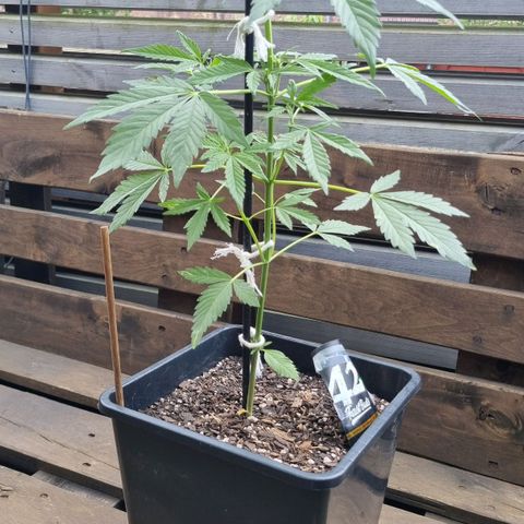 Strawberry Gorilla Fastbuds  growlog timeline photo