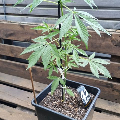 Strawberry Gorilla Fastbuds  growlog timeline photo