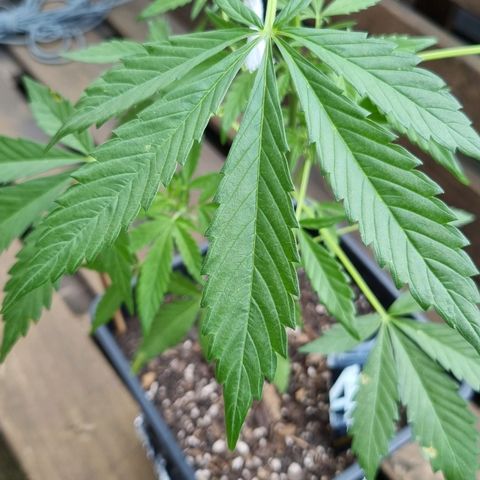 Strawberry Gorilla Fastbuds  growlog timeline photo