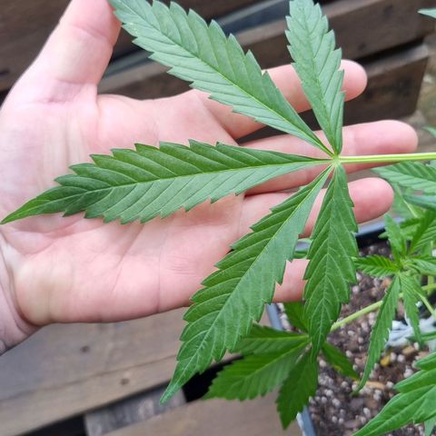 Strawberry Gorilla Fastbuds  growlog timeline photo