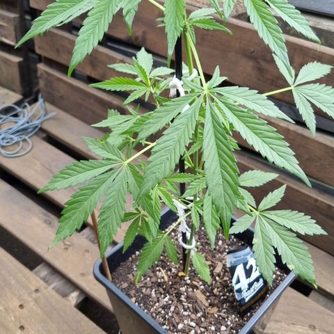 Strawberry Gorilla Fastbuds  growlog timeline photo