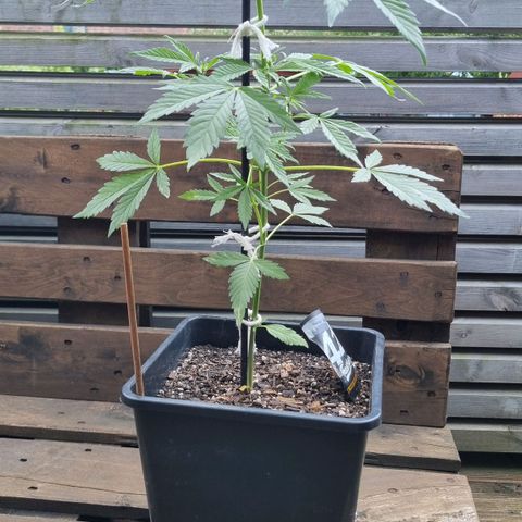 Strawberry Gorilla Fastbuds  growlog timeline photo