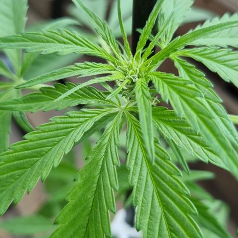 Strawberry Gorilla Fastbuds  growlog timeline photo