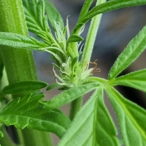 Strawberry Gorilla Fastbuds  growlog timeline photo