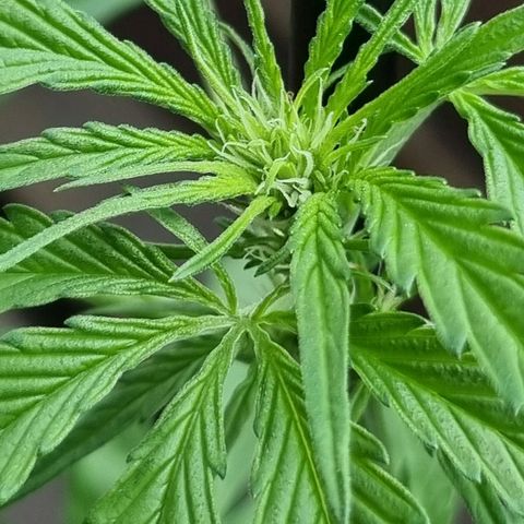 Strawberry Gorilla Fastbuds  growlog timeline photo