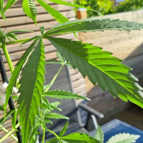 Strawberry Gorilla Fastbuds  growlog timeline photo
