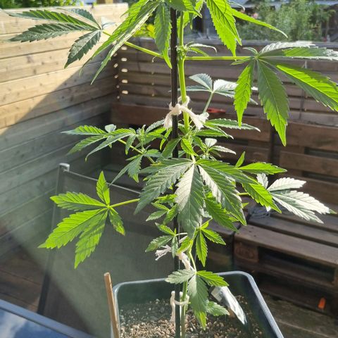 Strawberry Gorilla Fastbuds  growlog timeline photo
