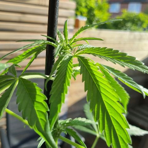 Strawberry Gorilla Fastbuds  growlog timeline photo