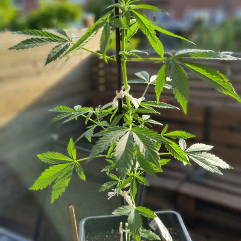 Strawberry Gorilla Fastbuds  growlog timeline photo