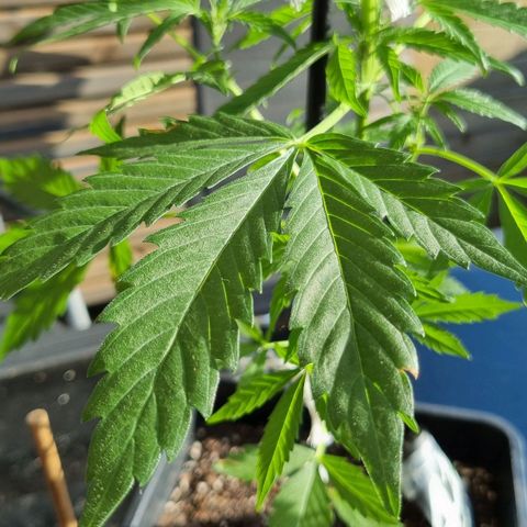 Strawberry Gorilla Fastbuds  growlog timeline photo
