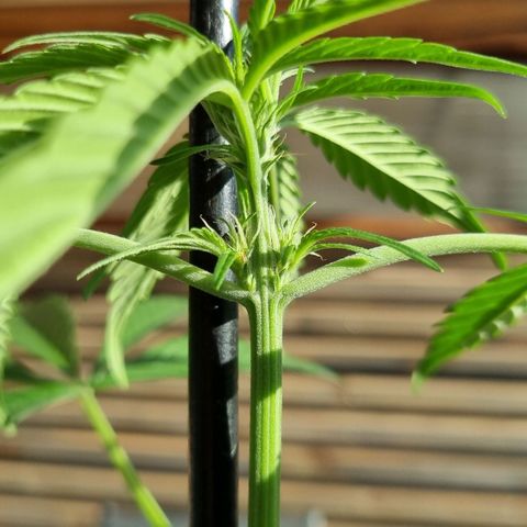 Strawberry Gorilla Fastbuds  growlog timeline photo