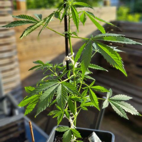 Strawberry Gorilla Fastbuds  growlog timeline photo