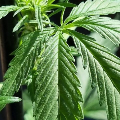 Strawberry Gorilla Fastbuds  growlog timeline photo