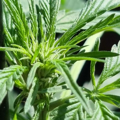 Strawberry Gorilla Fastbuds  growlog timeline photo