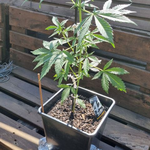 Strawberry Gorilla Fastbuds  growlog timeline photo