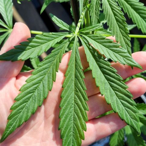 Strawberry Gorilla Fastbuds  growlog timeline photo