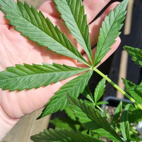Strawberry Gorilla Fastbuds  growlog timeline photo