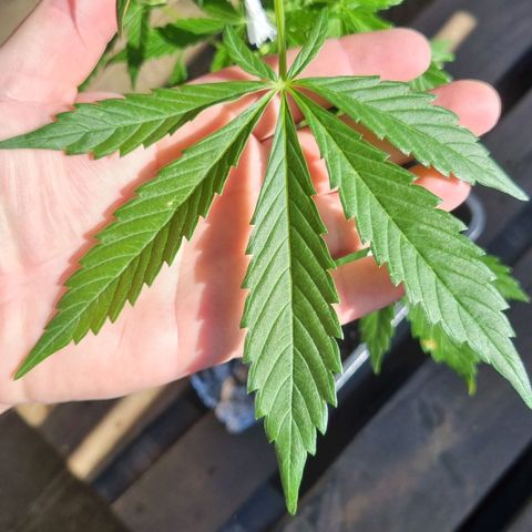 Strawberry Gorilla Fastbuds  growlog timeline photo