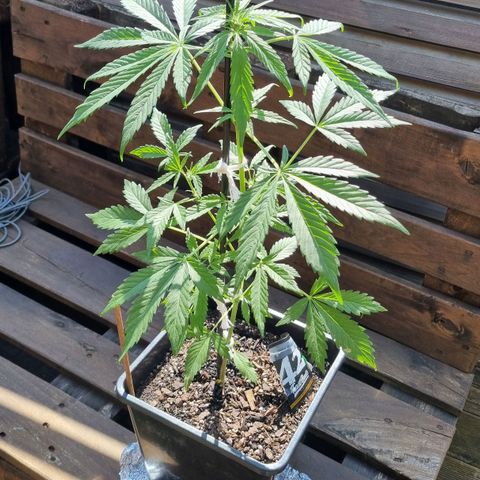 Strawberry Gorilla Fastbuds  growlog timeline photo