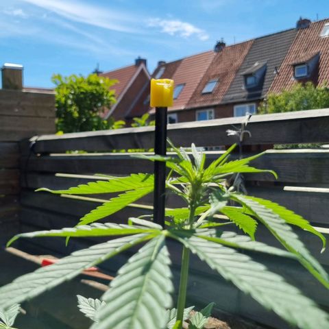 Strawberry Gorilla Fastbuds  growlog timeline photo