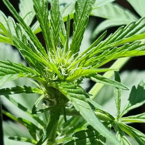 Strawberry Gorilla Fastbuds  growlog timeline photo