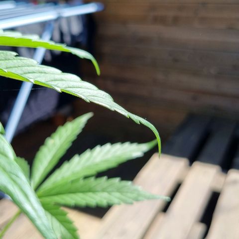 Strawberry Gorilla Fastbuds  growlog timeline photo