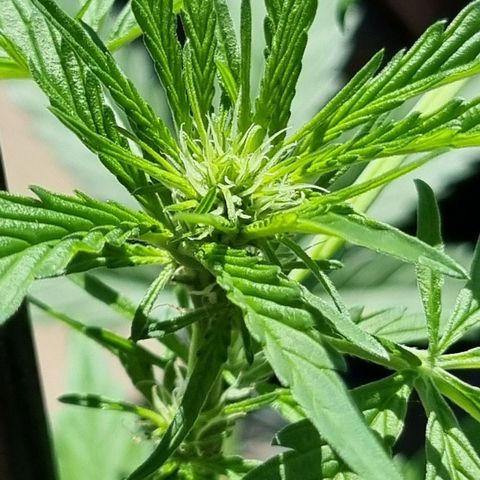 Strawberry Gorilla Fastbuds  growlog timeline photo