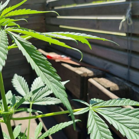 Strawberry Gorilla Fastbuds  growlog timeline photo