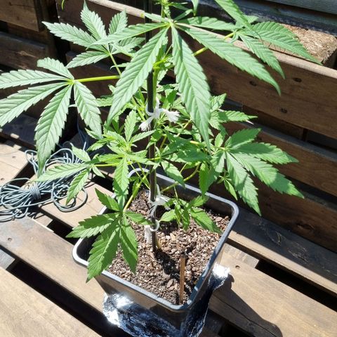 Strawberry Gorilla Fastbuds  growlog timeline photo