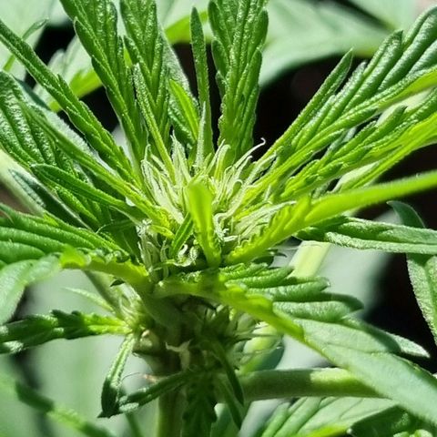 Strawberry Gorilla Fastbuds  growlog timeline photo
