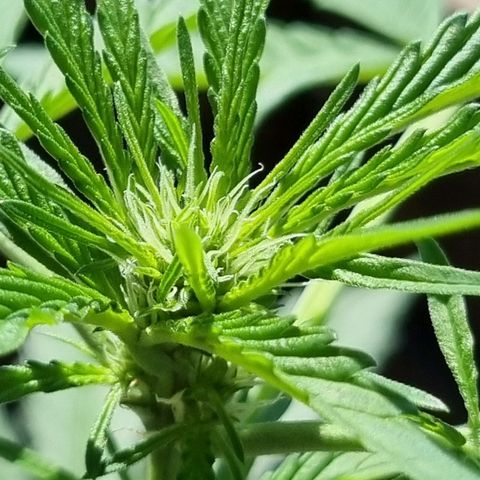 Strawberry Gorilla Fastbuds  growlog timeline photo