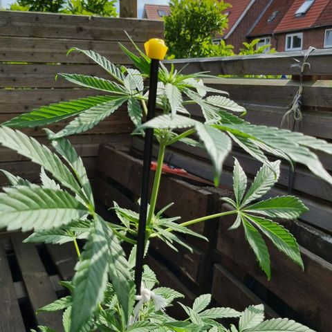 Strawberry Gorilla Fastbuds  growlog timeline photo
