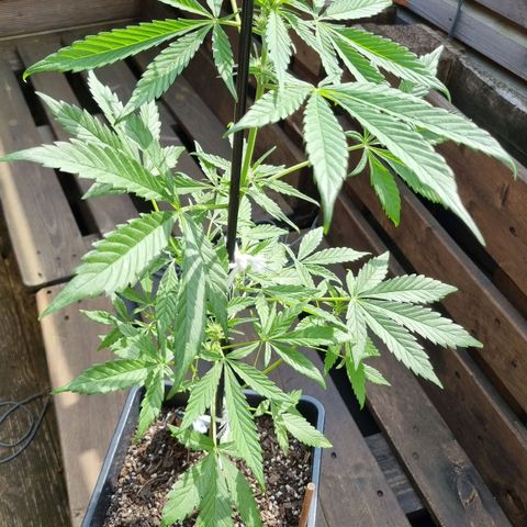 Strawberry Gorilla Fastbuds  growlog timeline photo