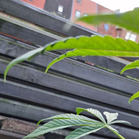 Strawberry Gorilla Fastbuds  growlog timeline photo