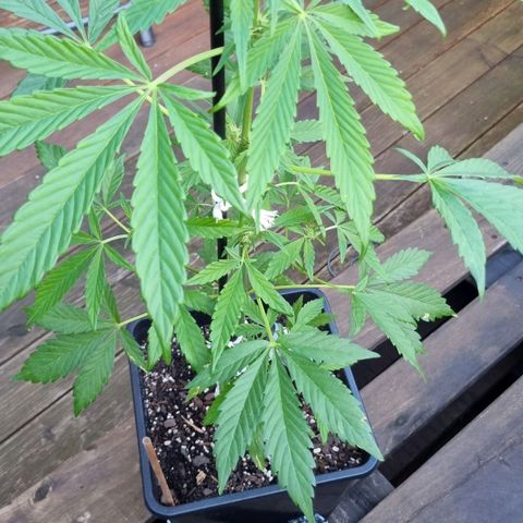 Strawberry Gorilla Fastbuds  growlog timeline photo