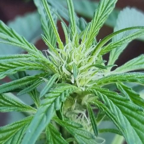 Strawberry Gorilla Fastbuds  growlog timeline photo