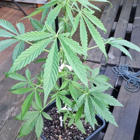Strawberry Gorilla Fastbuds  growlog timeline photo