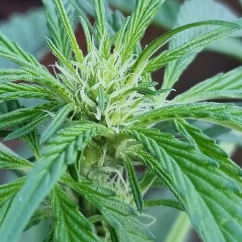 Strawberry Gorilla Fastbuds  growlog timeline photo